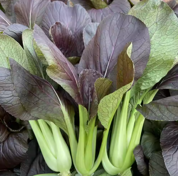 Purple Beauty Rapeseed Seeds