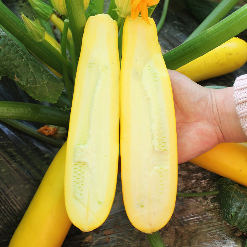 Golden Zucchini Seeds