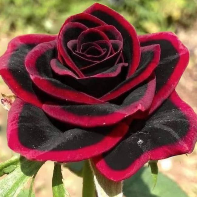 Lace black rose