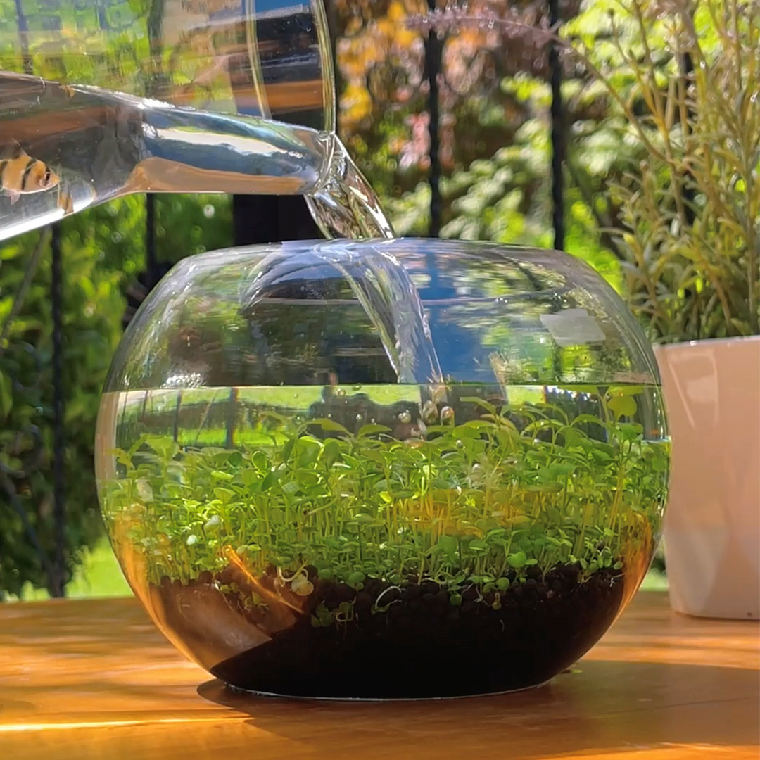Instant Aquatic Plants