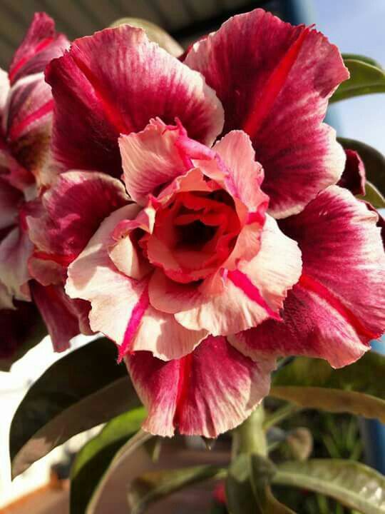 Adenium obesum Sugarism