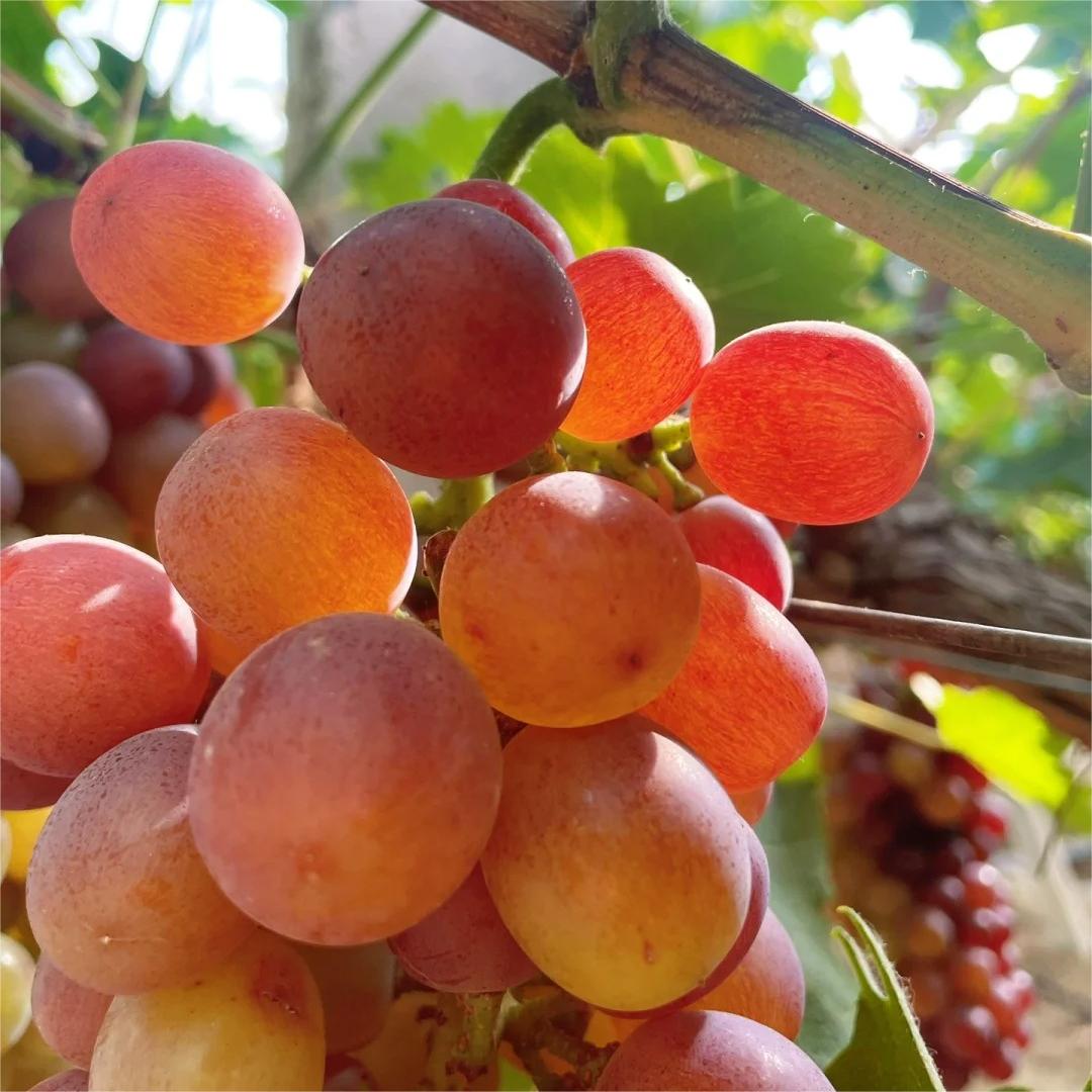 Midknight Beauty Grapes Seeds - Giant Rose (Rose scented)- 98% Germination🔥