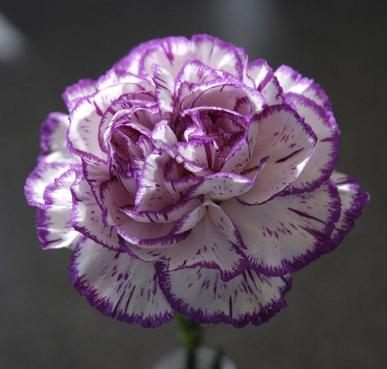 🌼Multi-Colored Carnation Seeds-Pure Love