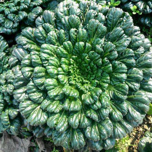 Brassica Narinosa Seeds