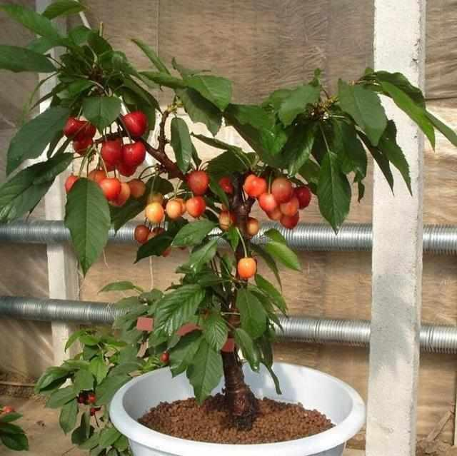Rainier Cherry Fruit Seeds(🪴Buy 3 Get 1 Free🌿Can be planted in winter)