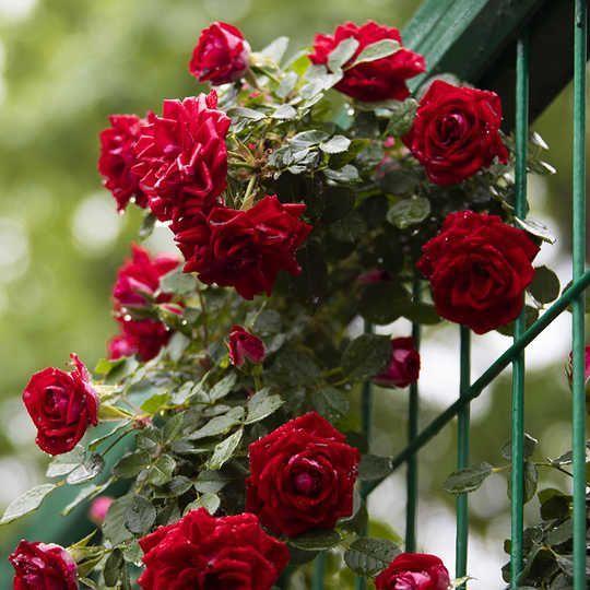 100pcs/Bag Climbing Rose Seeds