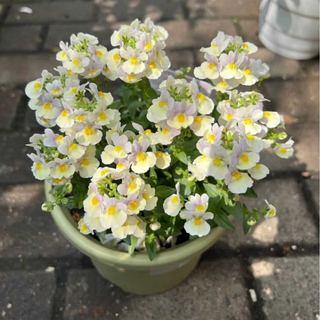 🌼Nemesia - Sincere Love