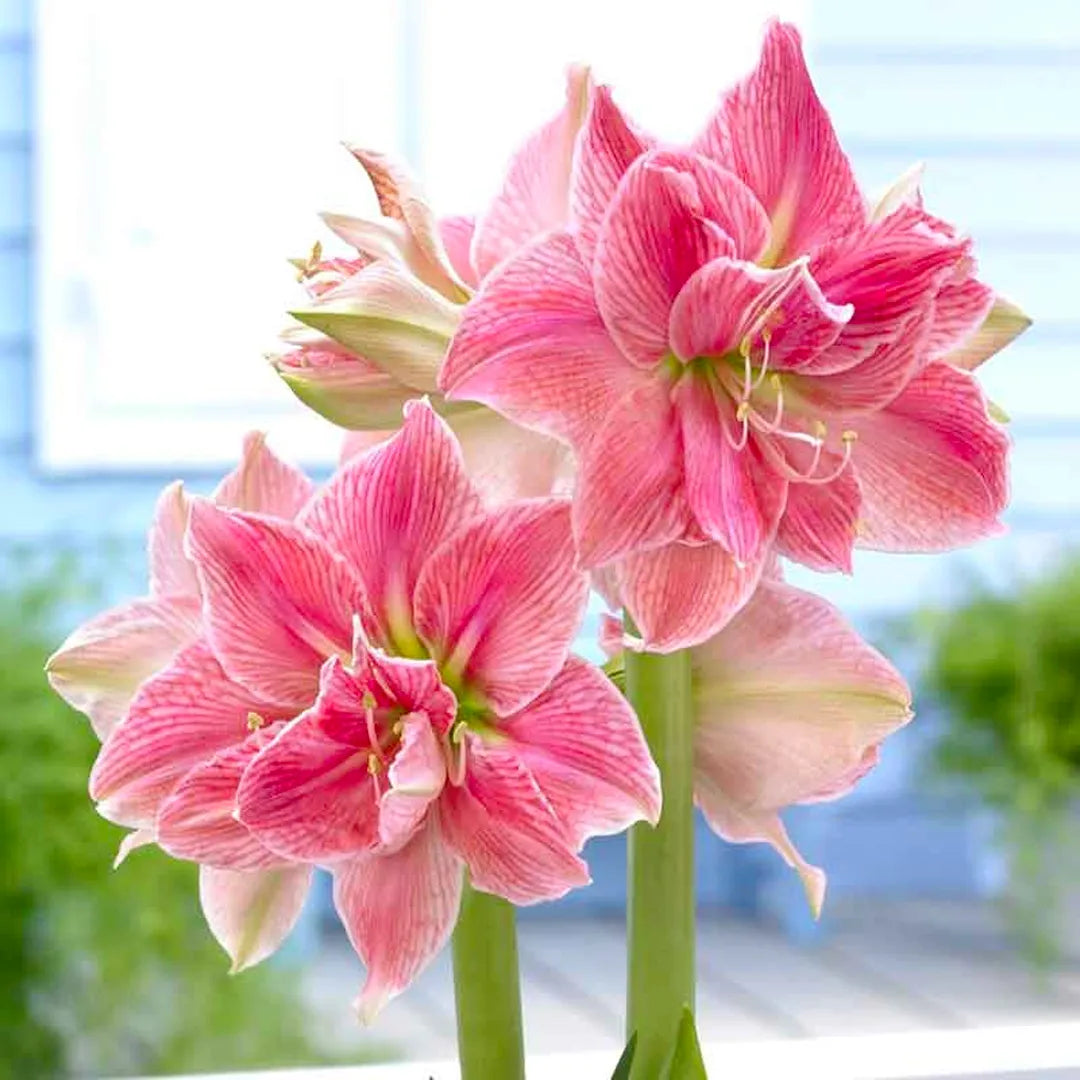 Amaryllis Flower Bulbs -Red Base Waxed with Stand, No Water Needed