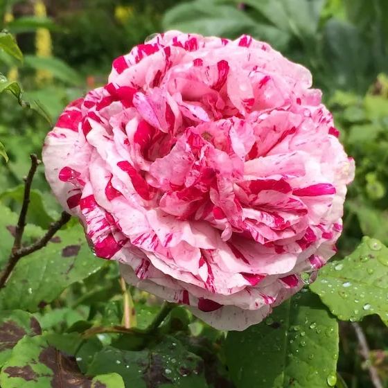 Rosa 'Variegata di Bologna'