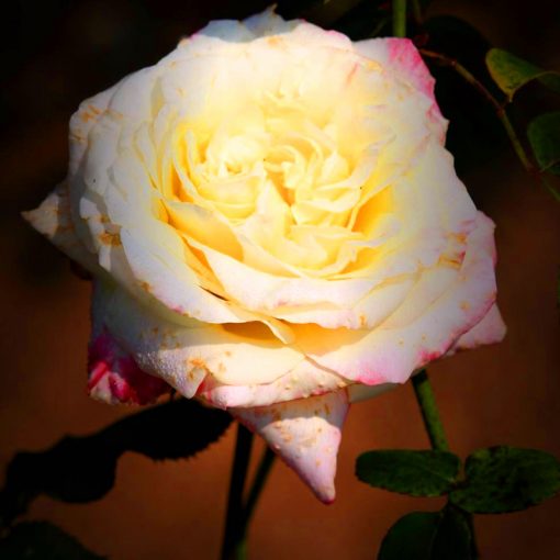 🌹 🌹Colorful Rose Seeds, 100Pcs/Pack