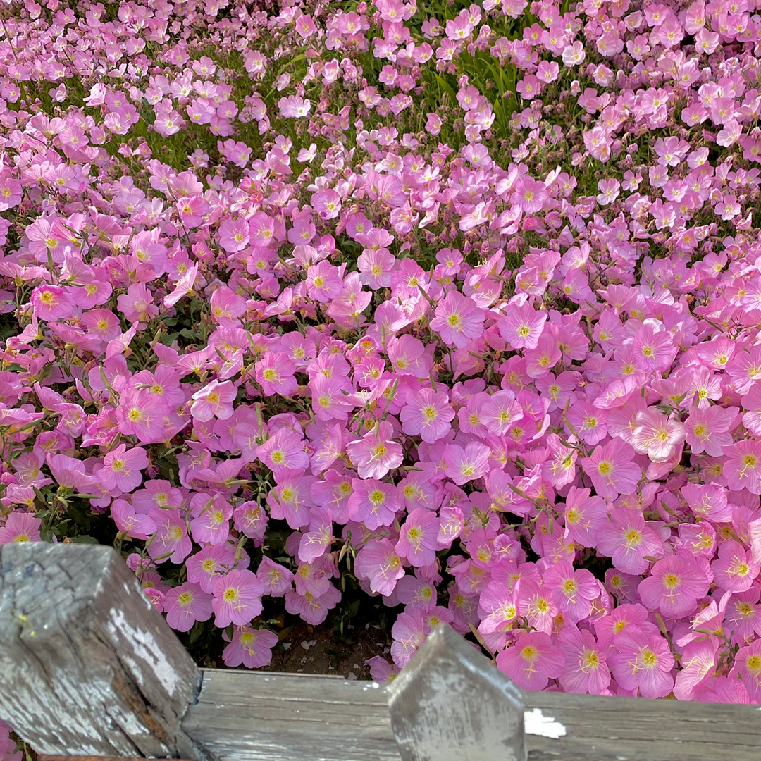 Showy Evening Primrose Seeds