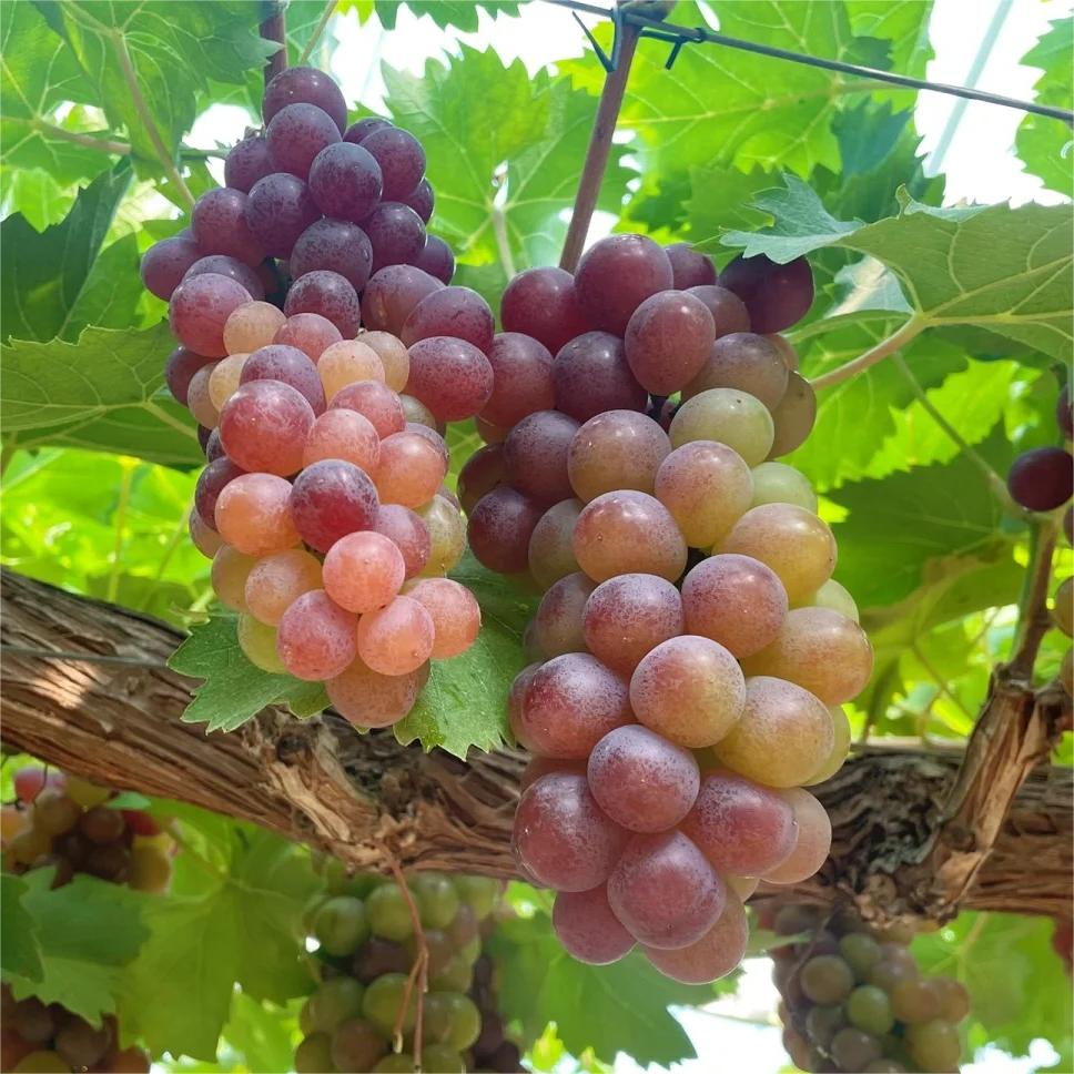 Midknight Beauty Grapes Seeds - Giant Rose (Rose scented)- 98% Germination🔥