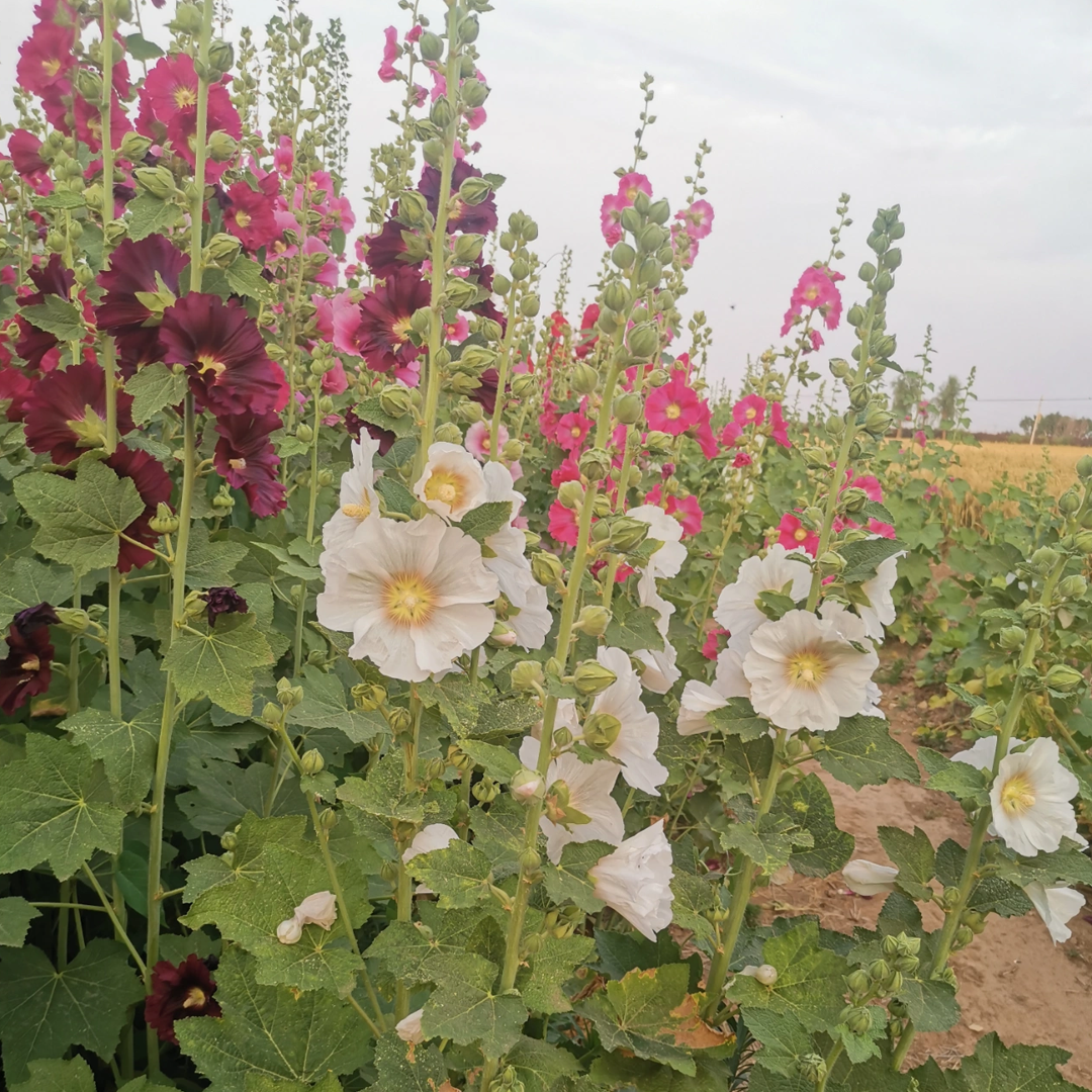 Hollyhock Seeds - Single Mix