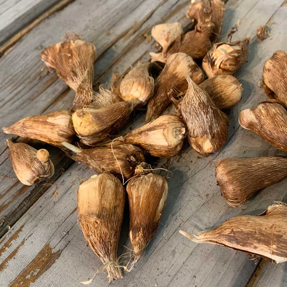 Freesia Bulbs --Comming Soon
