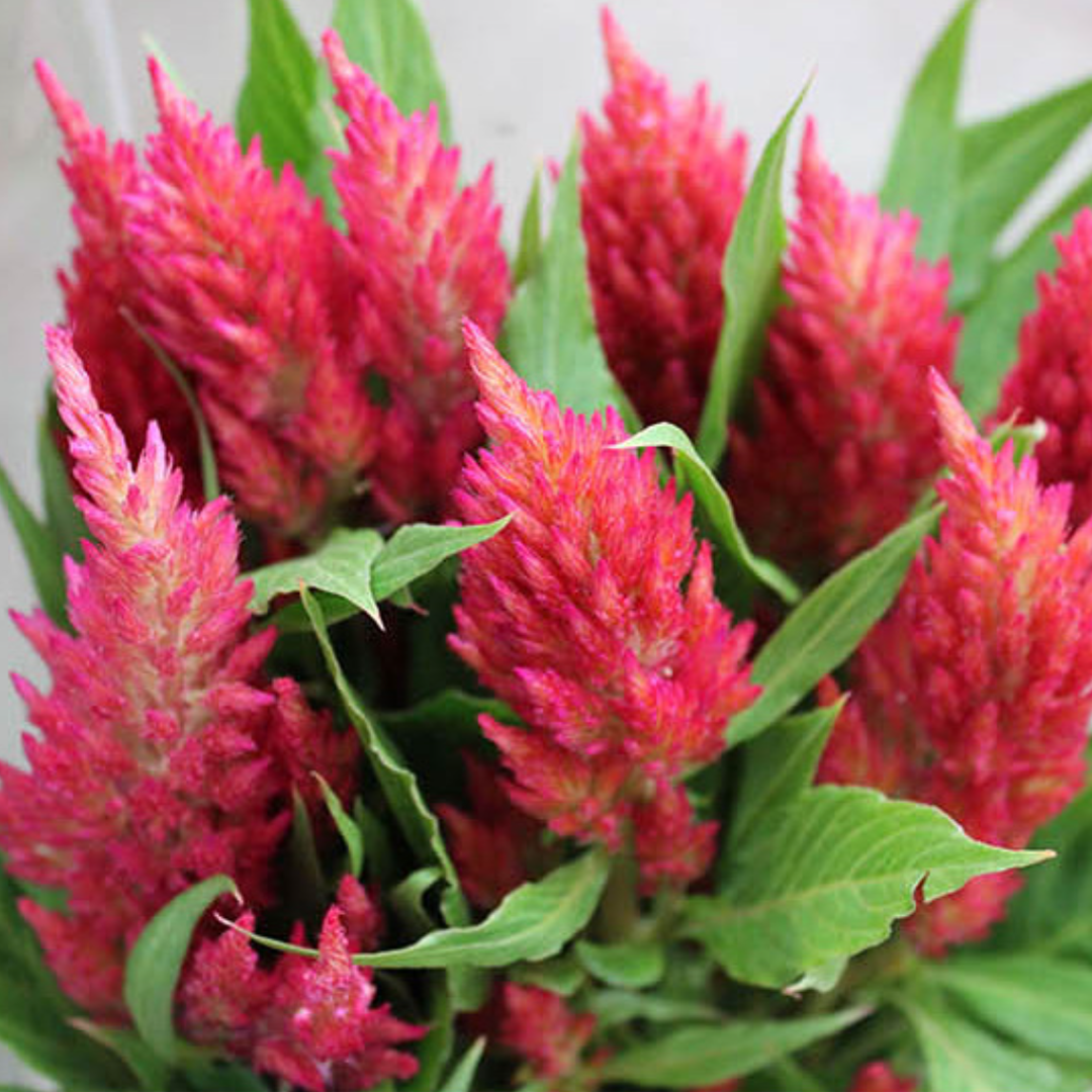 500 Pcs Plumed Castle Celosia Seeds