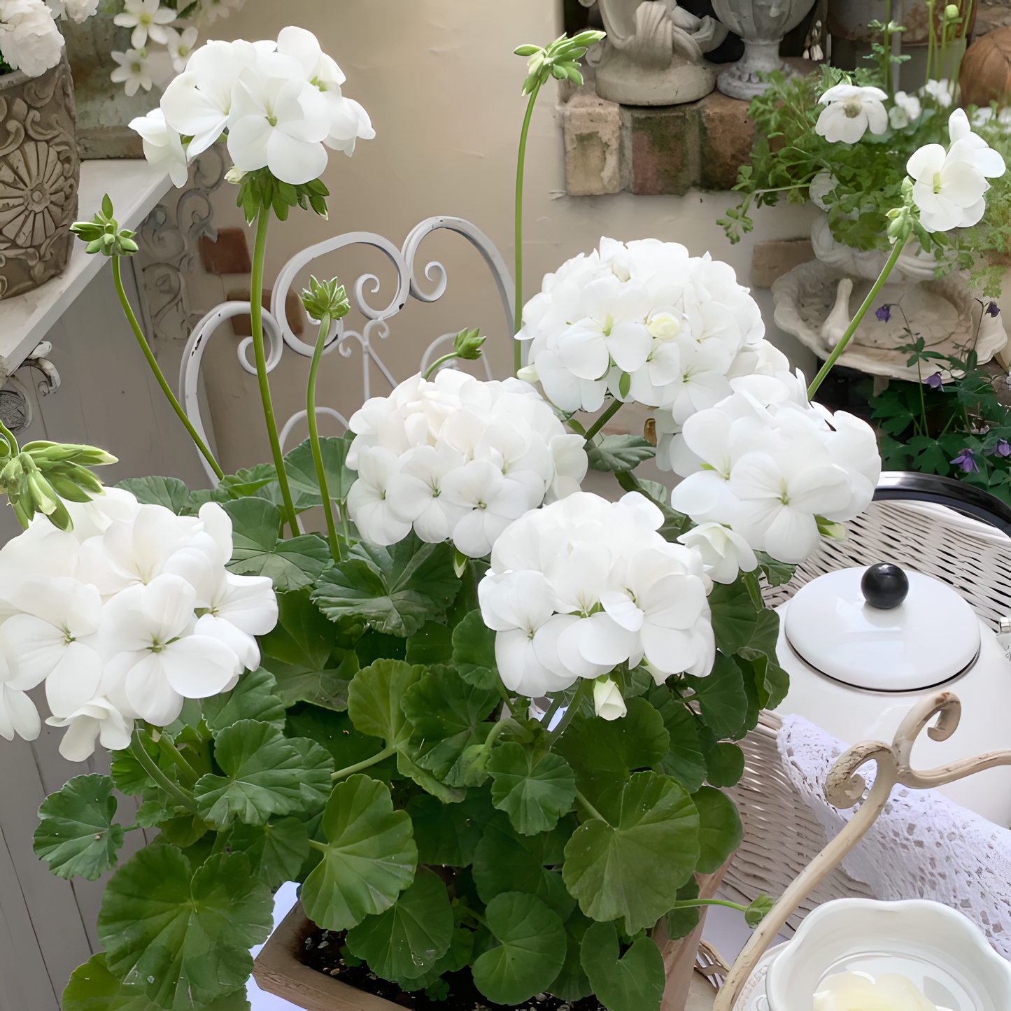 🌸Geranium - Happiness Is Around You