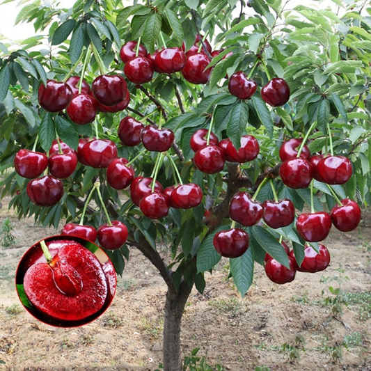 Rainier Cherry Fruit Seeds(🪴Buy 3 Get 1 Free🌿Can be planted in winter)