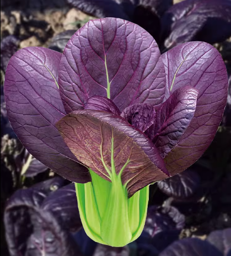 Purple Leaf Rape Seeds
