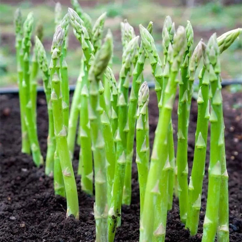 🌿King of Vegetables - Asparagus Mary Washington
