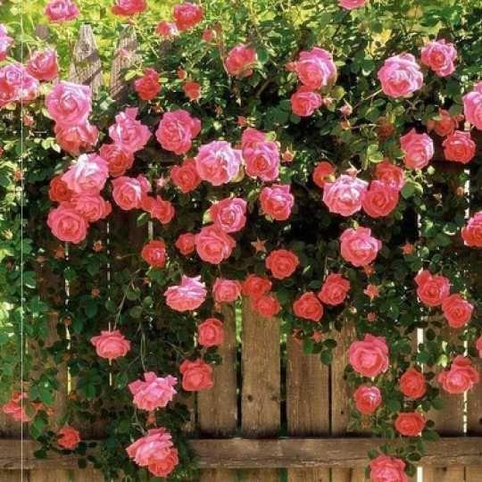 100pcs/Bag Climbing Rose Seeds
