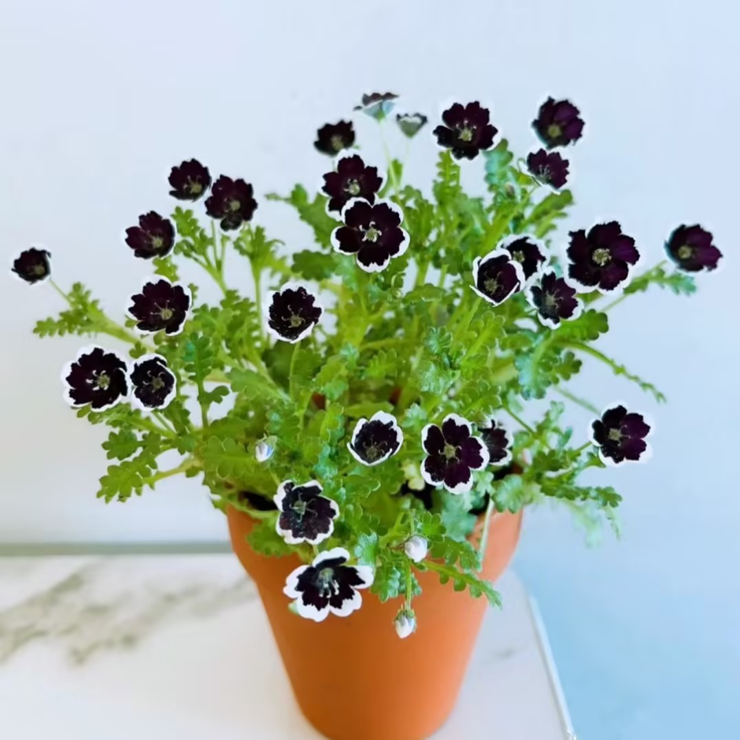 Nemophila-Baby Blue Eyes