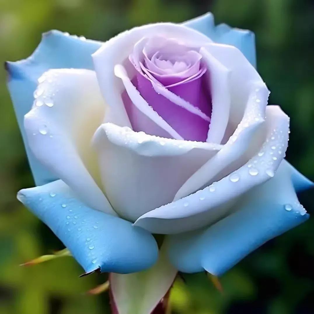'Ice Rain' Rose Seeds