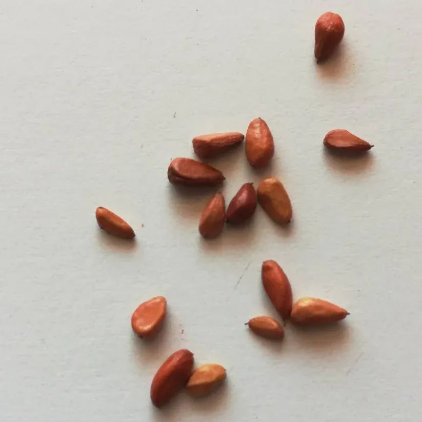Fuksia white roses seeds