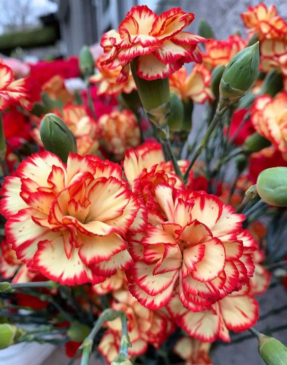 🌼Multi-Colored Carnation Seeds-Pure Love