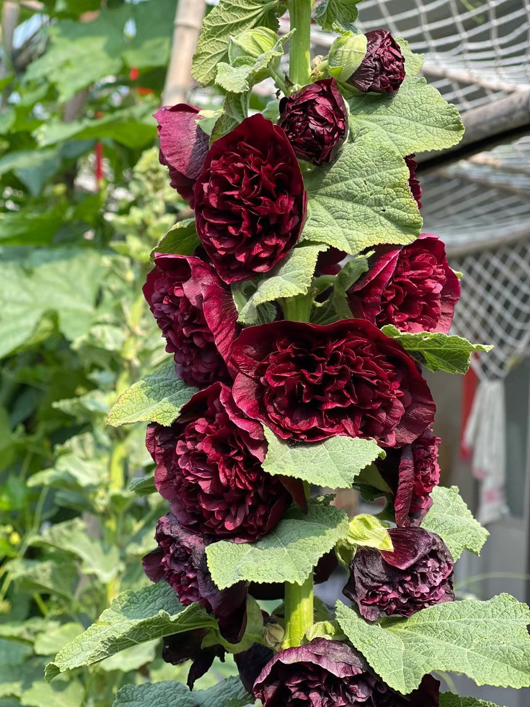 Last Day Sale - 50% OFF-🌸🌿Double Hollyhock Seeds