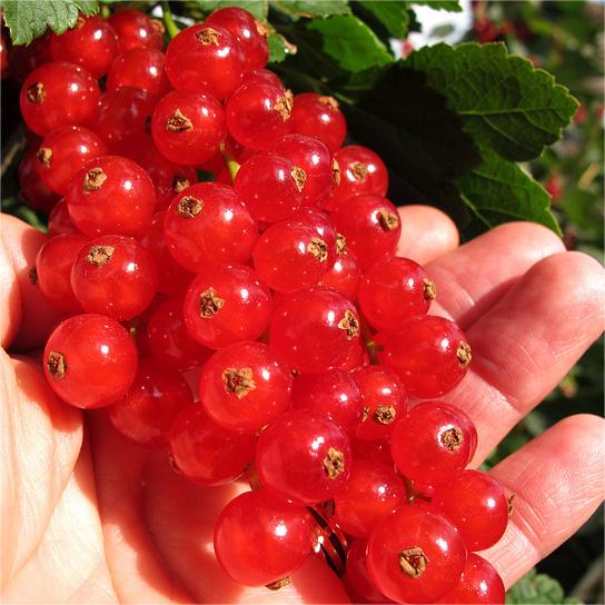 Multicolor Gooseberry Seeds