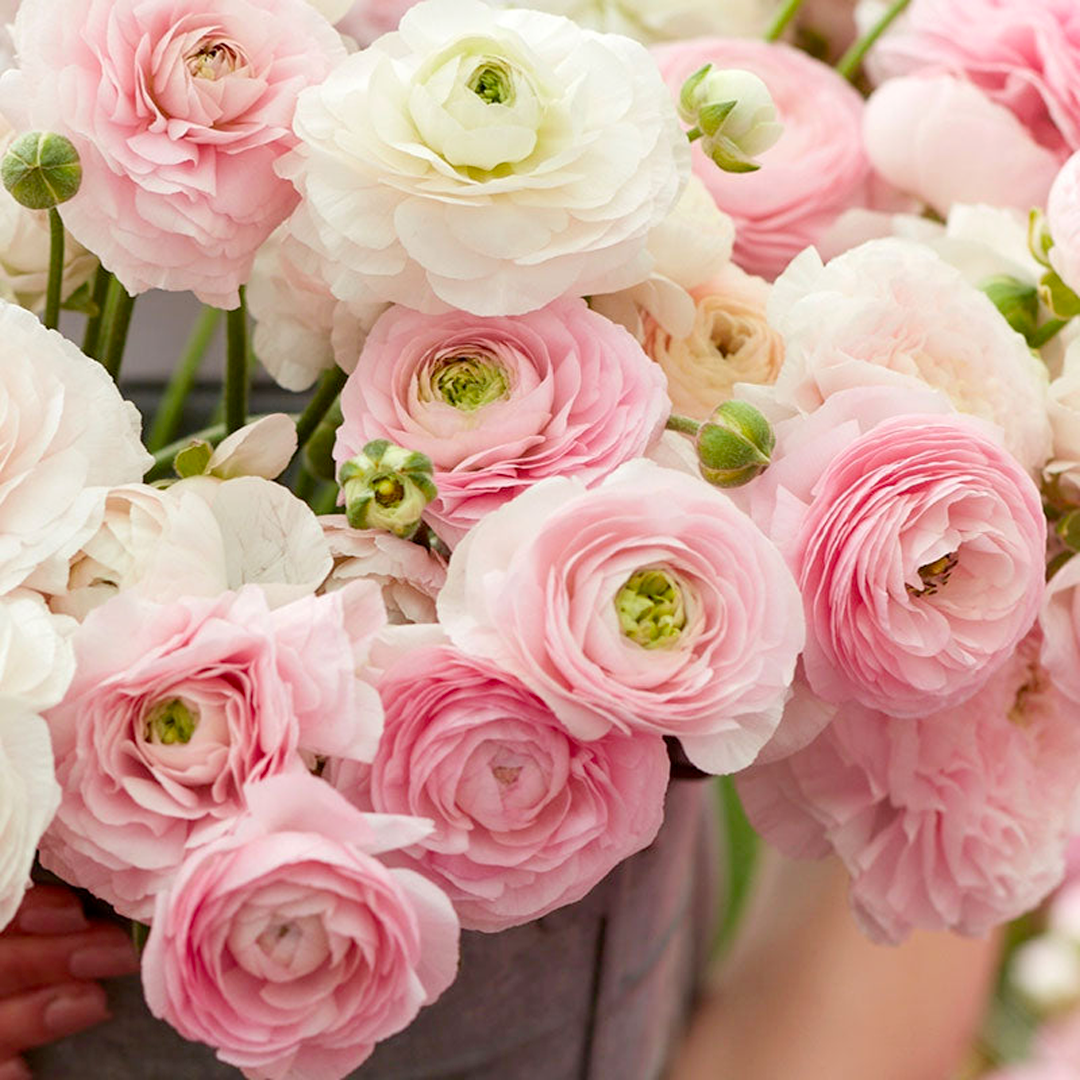 Ranunculus Seeds