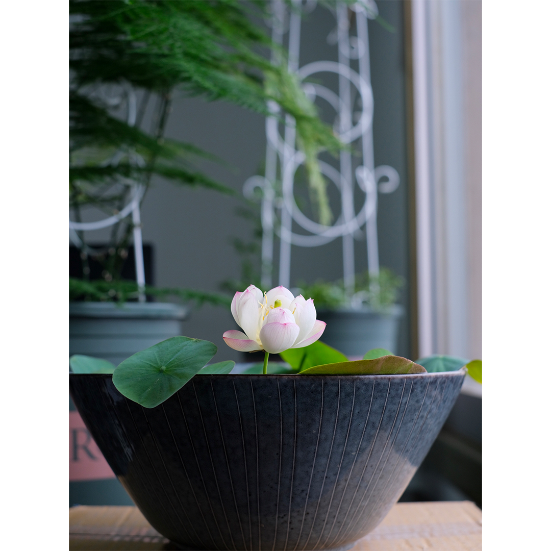 Bowl Lotus: Embracing Zen through Blossoms