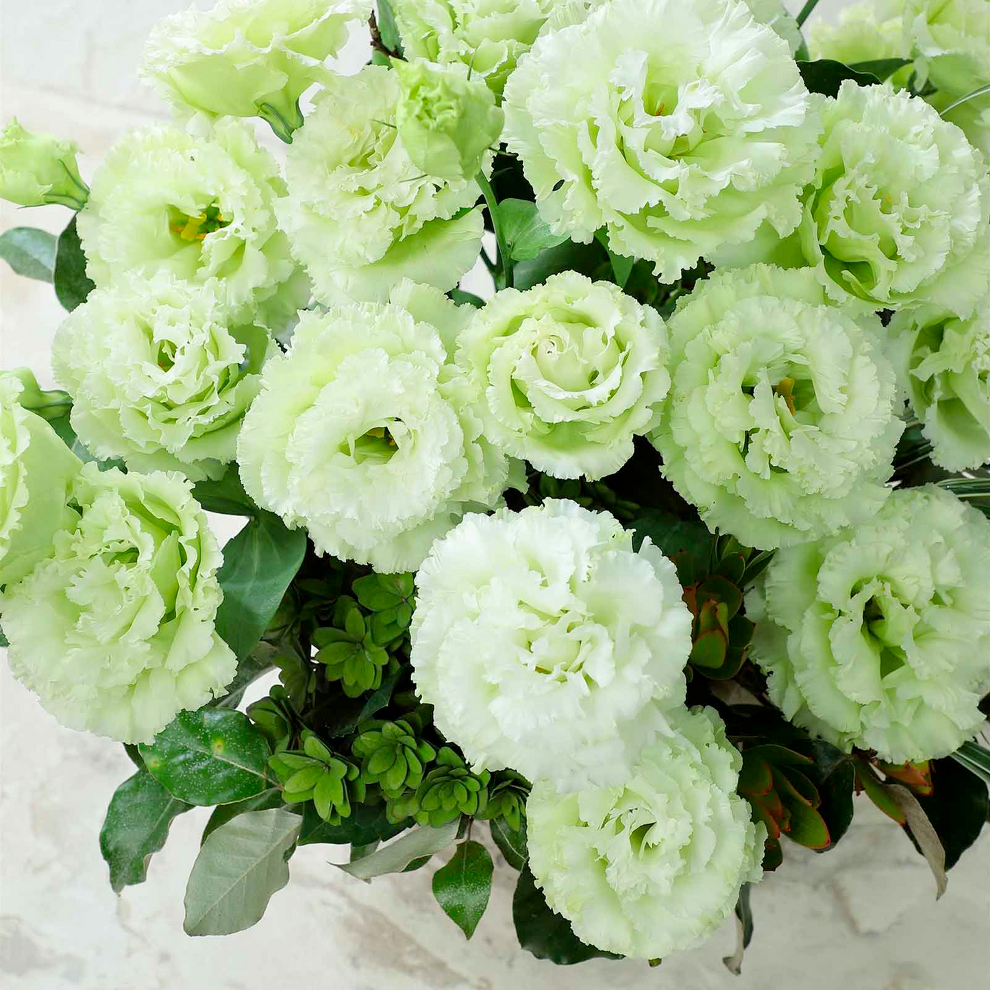 Lisianthus / Eustoma Grandiflorum Seeds