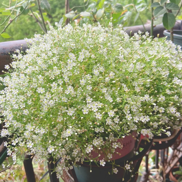 🌟Gypsophila—Sky Full Of Stars
