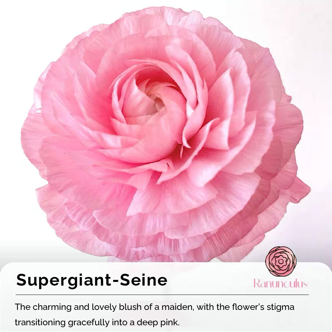 Ranunculus Seeds
