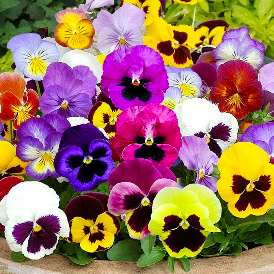 Pansy Seeds - Mix