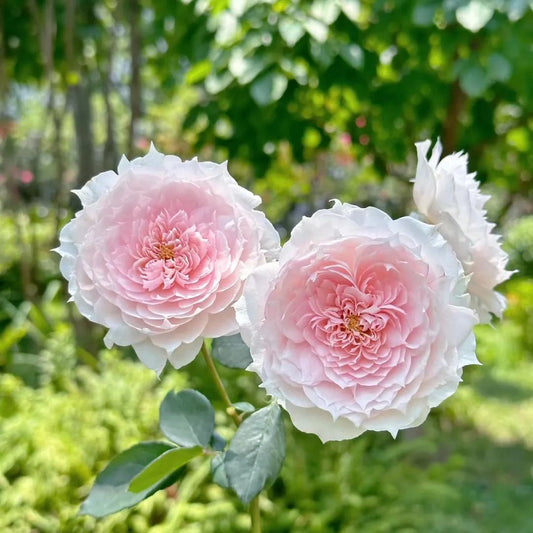 Monique Darve Rose