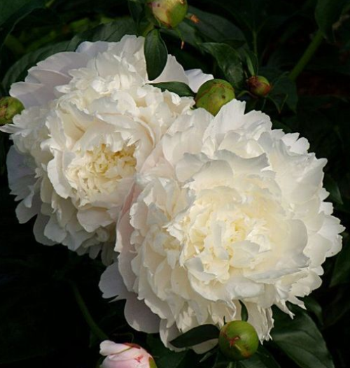 🌼Multi-Colored Carnation Seeds-Pure Love