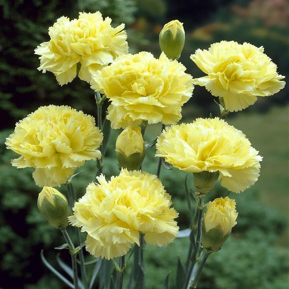 🌼Multi-Colored Carnation Seeds-Pure Love