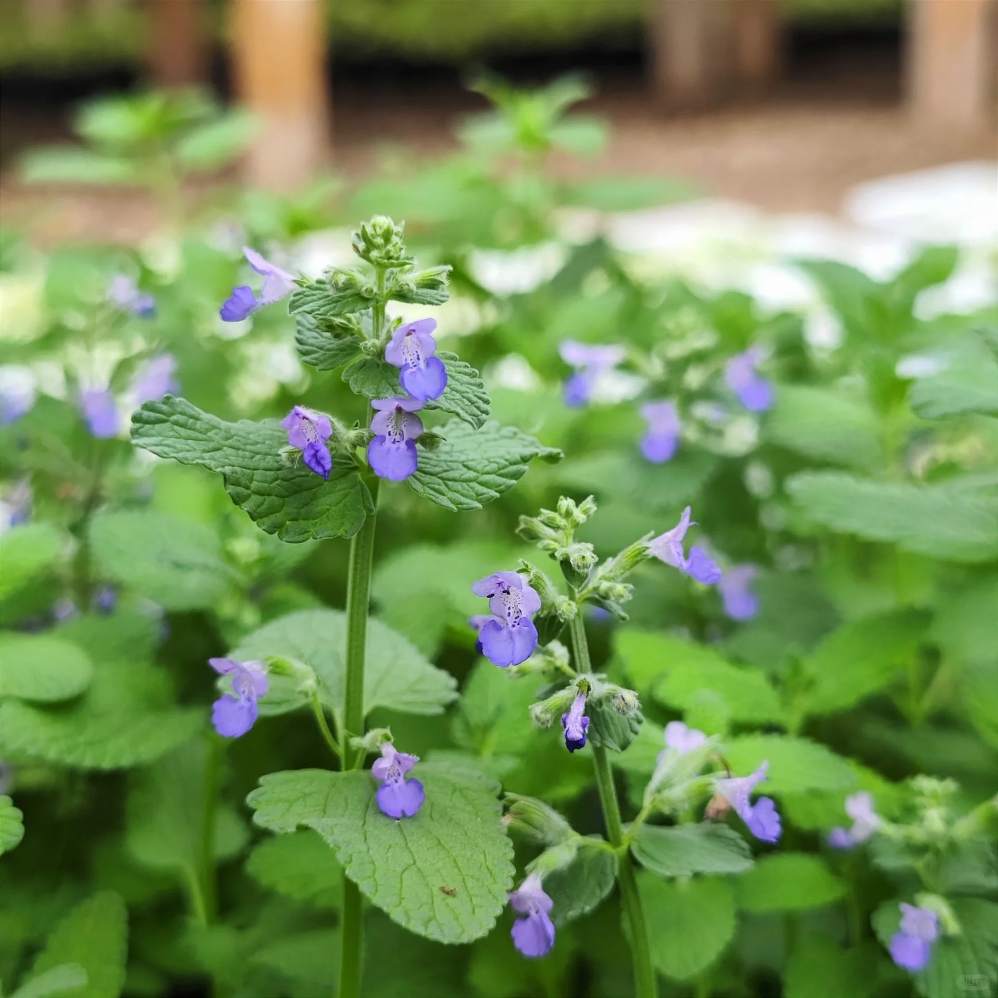Catnip Seeds