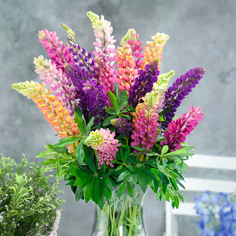 🌺Lupine Flower Seeds - Mother Flower
