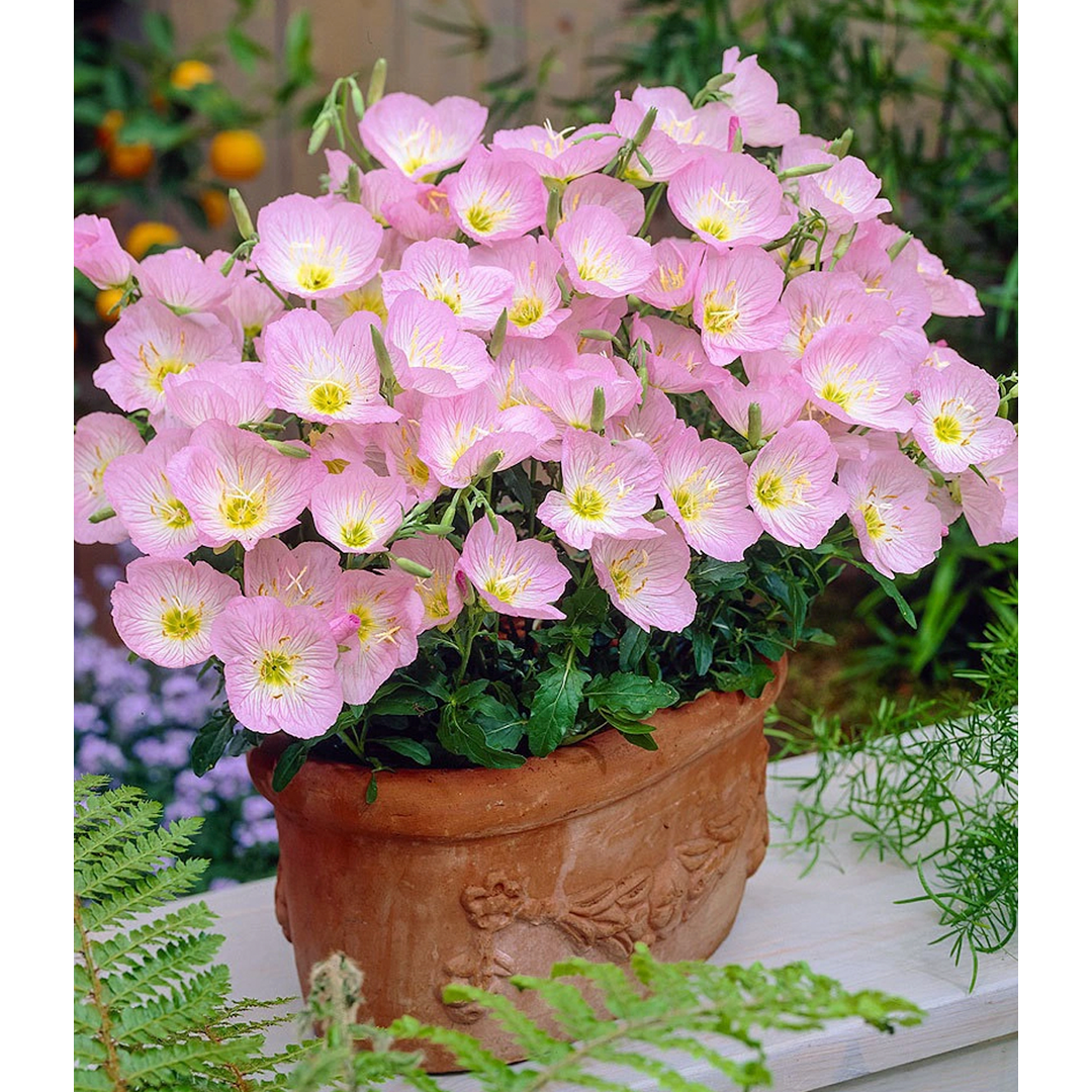 Showy Evening Primrose Seeds