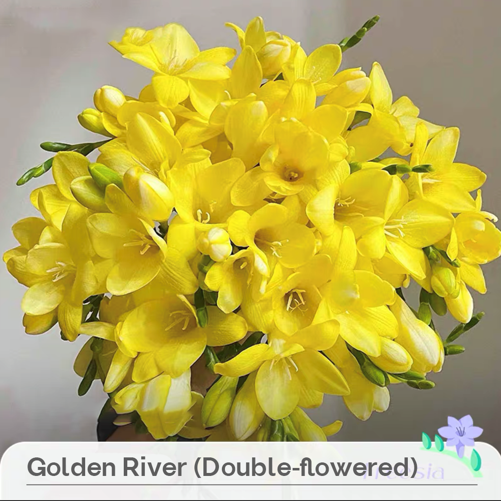 Freesia Bulbs --Comming Soon