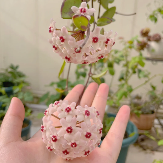 🌟Ball Orchid - Falling Stars From The Sky