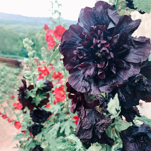 Last Day Sale - 50% OFF-🌸🌿Double Hollyhock Seeds