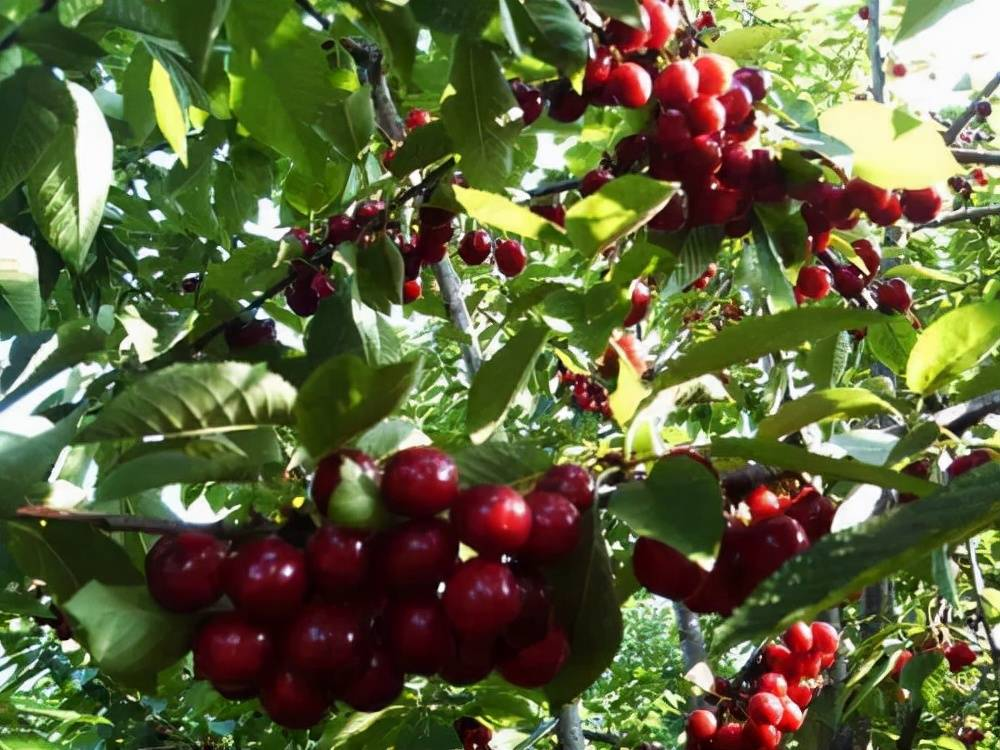 Rainier Cherry Fruit Seeds(🪴Buy 3 Get 1 Free🌿Can be planted in winter)