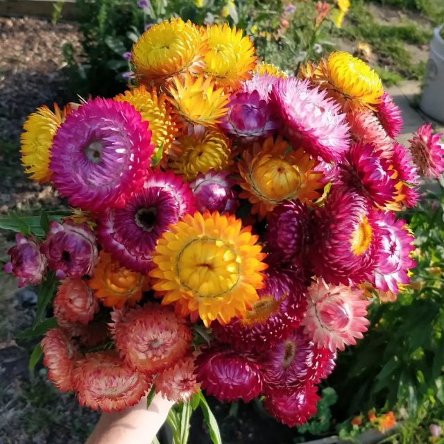 🌻Straw Chrysanthemum
