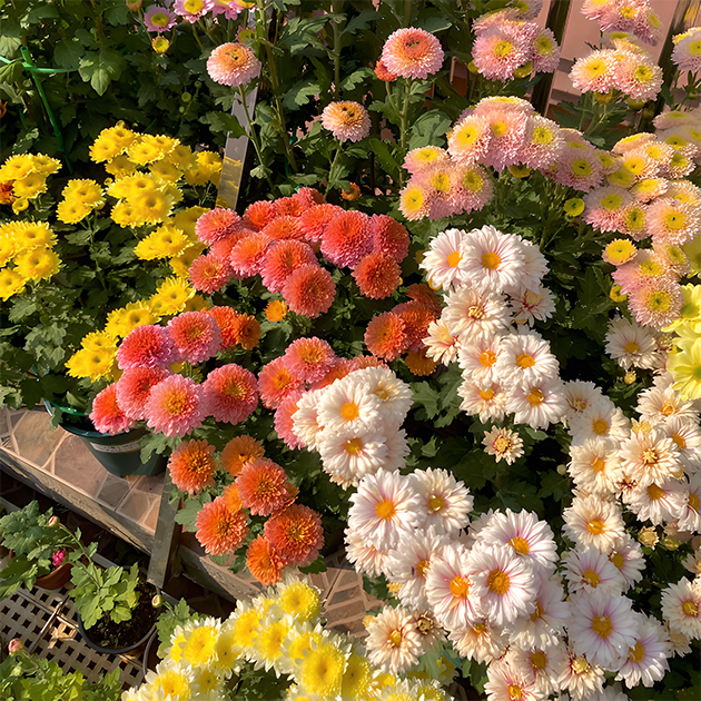 🌼Small Chrysanthemum Mixed Variety Seeds