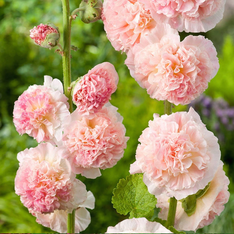 500 Pcs Double Hollyhock Seeds