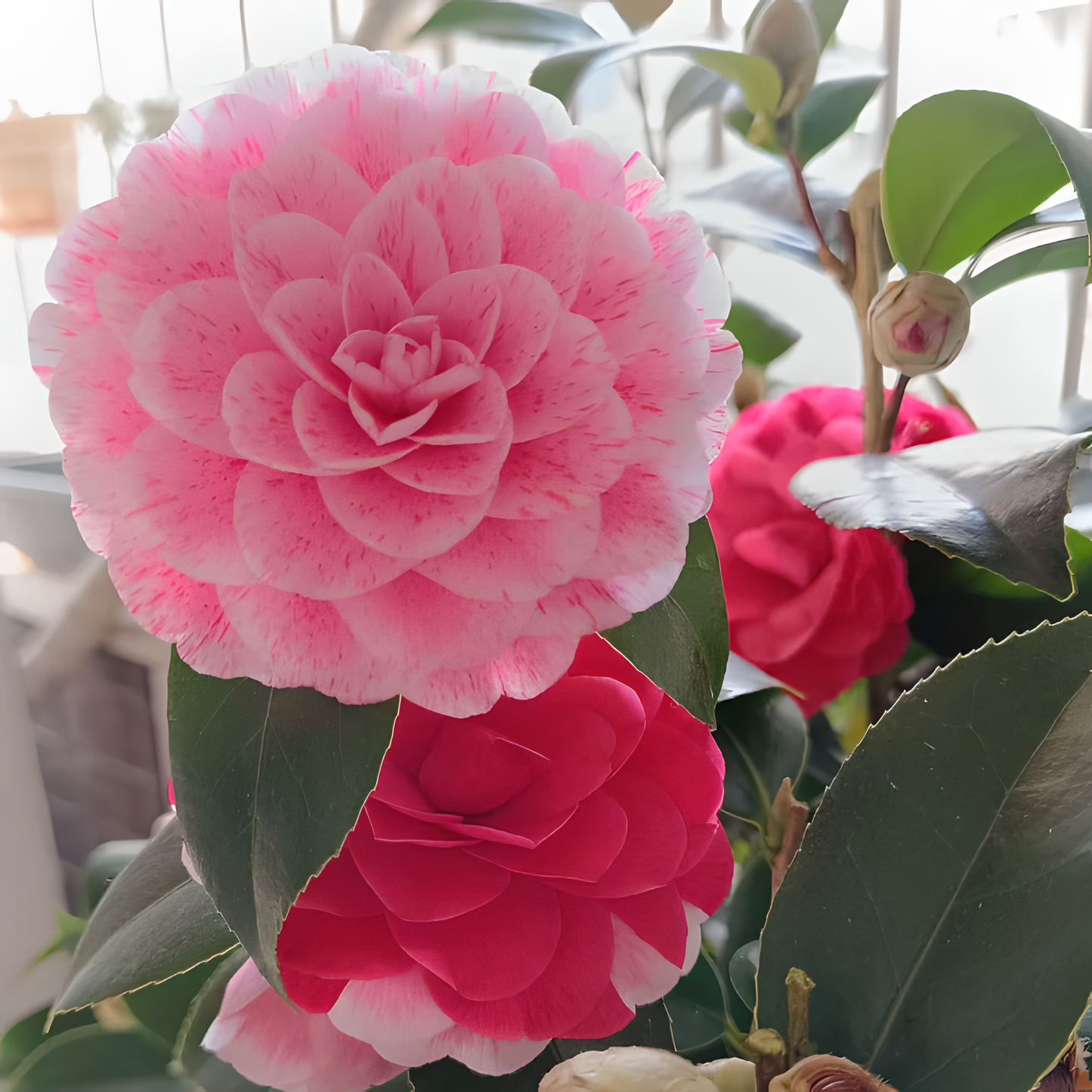 🌼Five-Color Camellia—Ideal Love